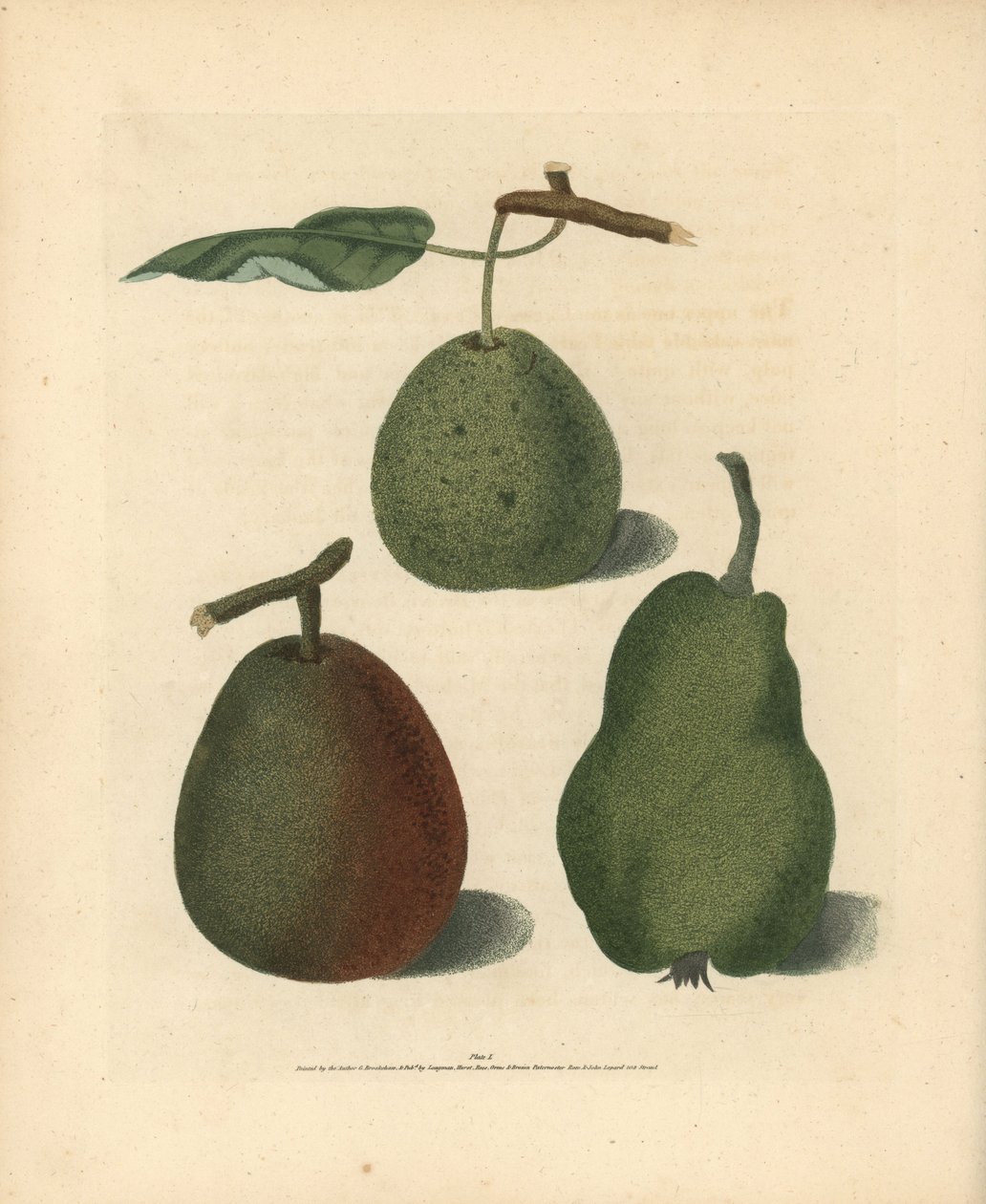 Pyrus communis -päärynälajikkeet: Cressan, Gansell