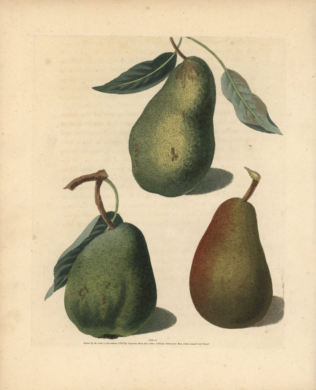 Päärynälajikkeet, Pyrus communis: Saint Germain, Colmar ja Brown Beuree. Käsivärinen pistekaiverrus George Brookshaw