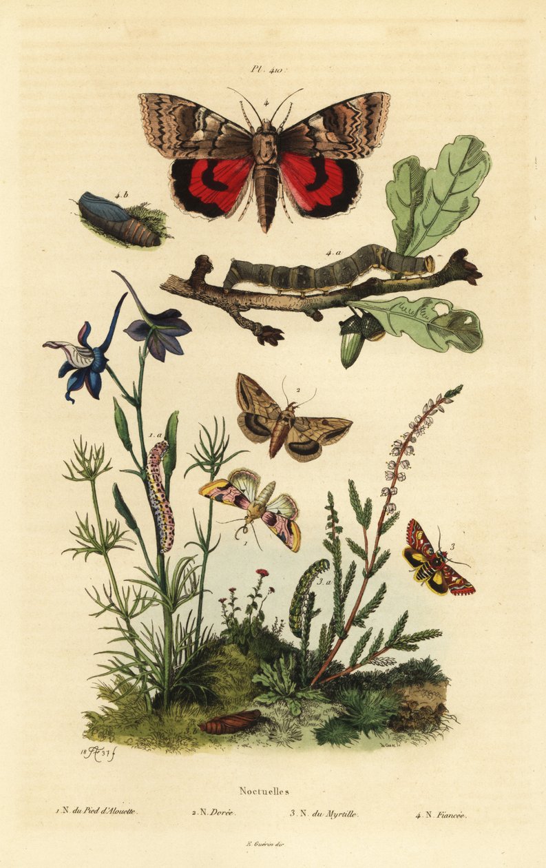 Hernekukka, Periphanes delphinii 1, puuvillamullamato, Helicoverpa armigera 2, keltainen alussiipi, Anarta myrtilli 3 ja suuri keltainen alussiipi, Noctua pronuba, toukka ja pupa 4. Noctuelles perhoset tekijältä Unbekannt