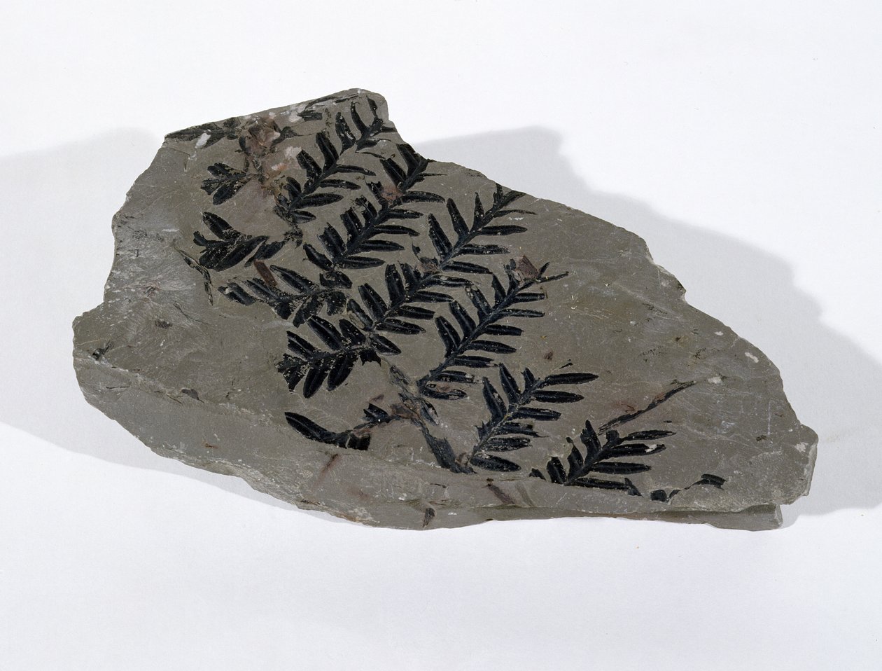 Pecopteris (Gymnosperm Frond) löydetty Camertonista, Somersetistä, Ylähiilikaudella (kuva) tekijältä Unbekannt