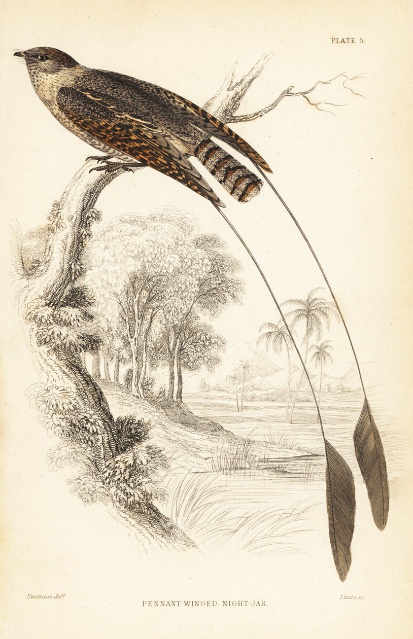 Pikkulepinkäinen yökkönen, Macrodipteryx vexillarius (Macrodipteryx africanus). William Lizarsin käsin väritetty teräskaiverrus William Swainsonin mukaan Sir William Jardinen Naturalist
