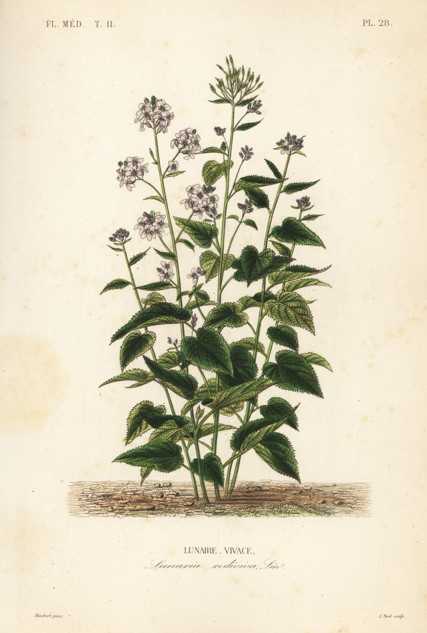 Monivuotinen rehellisyys, Lunaria rediviva, Lunaire vivace tekijältä Unbekannt