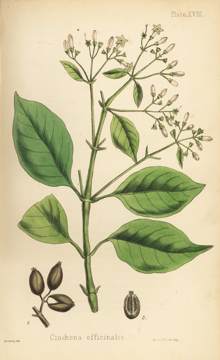 Perulainen kuoripuu tai kiniinipuu, Cinchona officinalis. Henry Sowerbyn tekemä käsin väritetty litografia Edward Hamiltonin teoksesta Flora Homeopathica, Bailliere, Lontoo. tekijältä Unbekannter Künstler