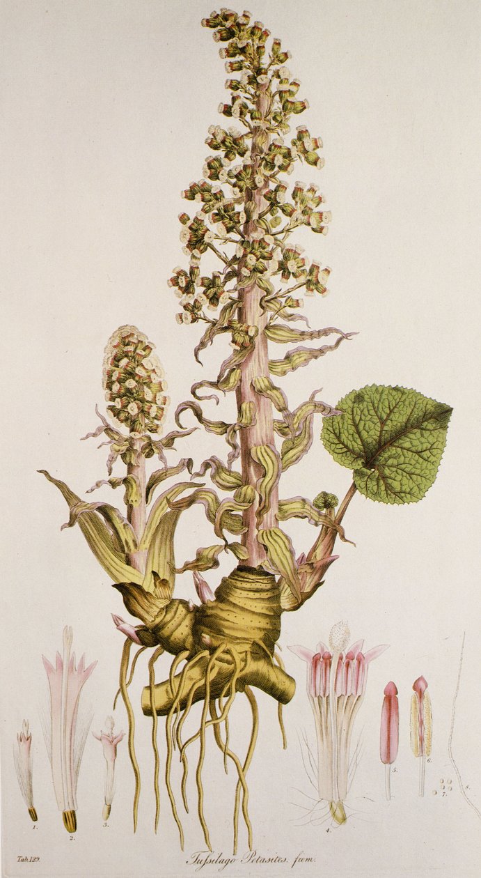 Petasites sp./Petasite tekijältä Unbekannt