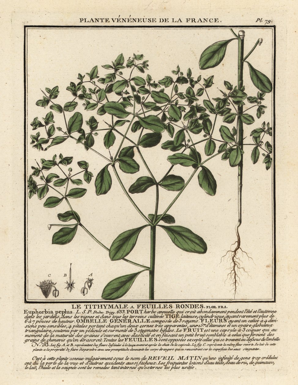 Petty spurge, Euphorbia peplus. tekijältä Unbekannter Künstler