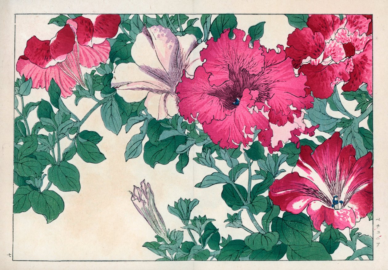Petunia variete (vaaleanpunainen ja valkoinen). Petunia-lajikkeet. Käsinväritetty puupiirros Konan Tanigamin teoksesta "Seiyou Sokazufu" (Kuvakirja läntisistä kasveista ja kukista: kesä), Unsodo, Kioto. tekijältä Unbekannter Künstler