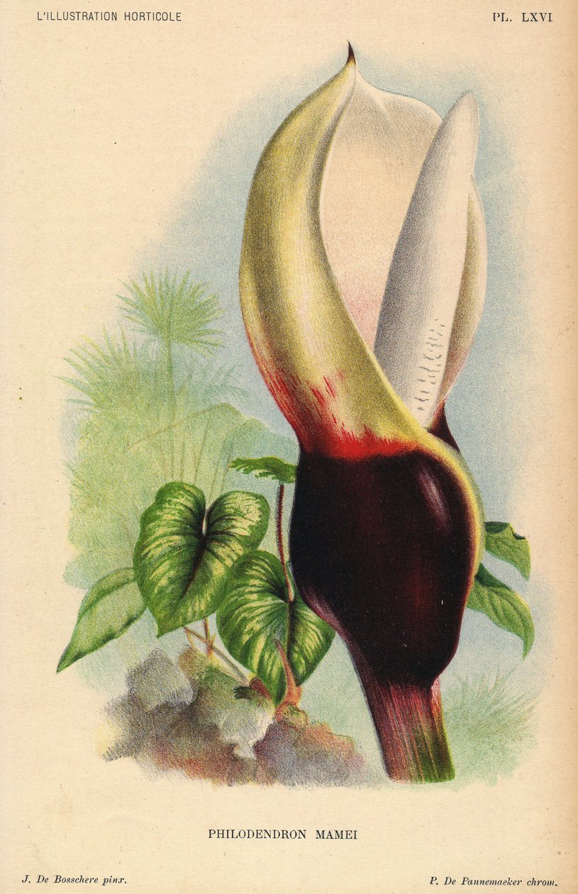 Philodendron mamei, jolla on valkoinen ja verenpunainen kukinto. Trooppinen eksoottinen kasvi. J. de Bosscheren kuvitus, P.de Pannemaekerin litografia, julkaistu noin vuonna 1880 Gentissä (Belgia), Jean Lindenin (1817-1898) tutkimusmatkailijan L