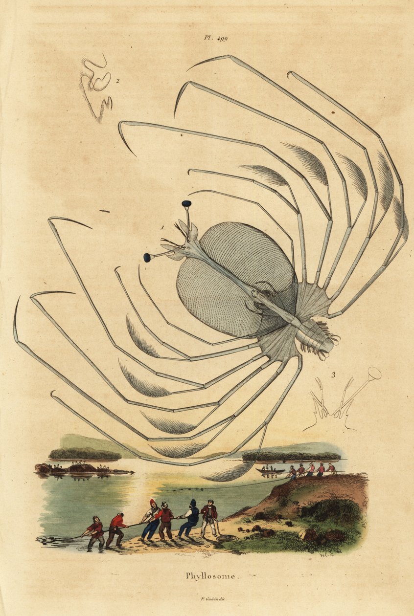 Hummerin, Palinurus elephas, phyllosoma-toukkavaihe tekijältä Unbekannt