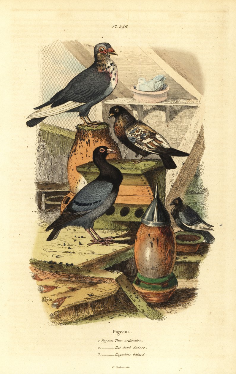 Pigeon Columba livia rodut: tavallinen turkkikyyhky, Swiss Golden Bay, Bastard Bagadais tekijältä Unbekannt