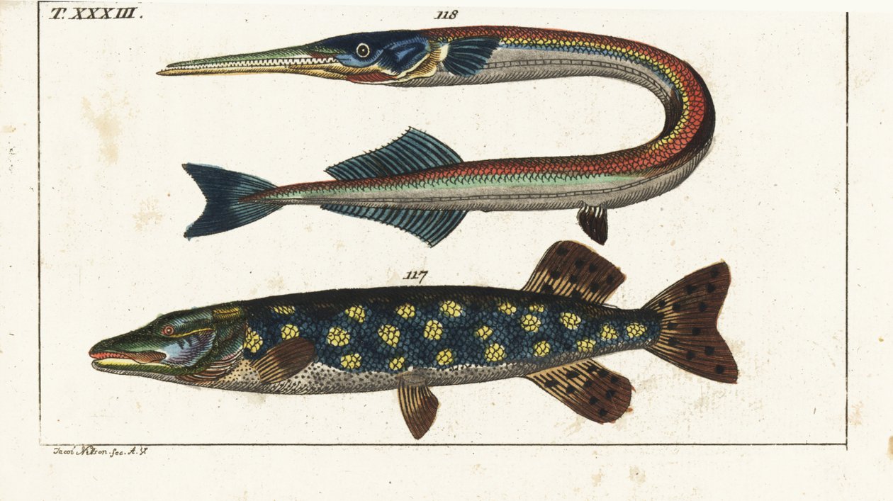 Hauki - Orphia - Hauki, Esox lucius 117, ja merinuoliainen, Belone belone 118. Käsinväritetty kuparipiirros Jacob Nilsonin mukaan Gottlieb Tobias Wilhelmin luonnonhistoriallisesta tietosanakirjasta: Fish, Augsburg tekijältä Unbekannter Künstler