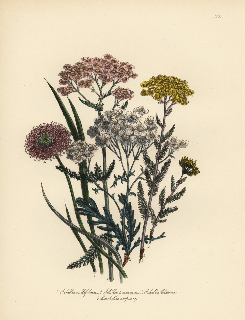 Vaaleanpunakukkainen ahomansikka, Achillea milfolium, kultainen siankärsämö, Achillea tomentosa, Clavenan hopealehtinen ahomansikka, Achillea clavenae, ja tuppisara, Marshallia caespitosa. Henry Noel Humphreysin käsin viimeistelemä kromolitografia, jonka o tekijältä Unbekannter Künstler