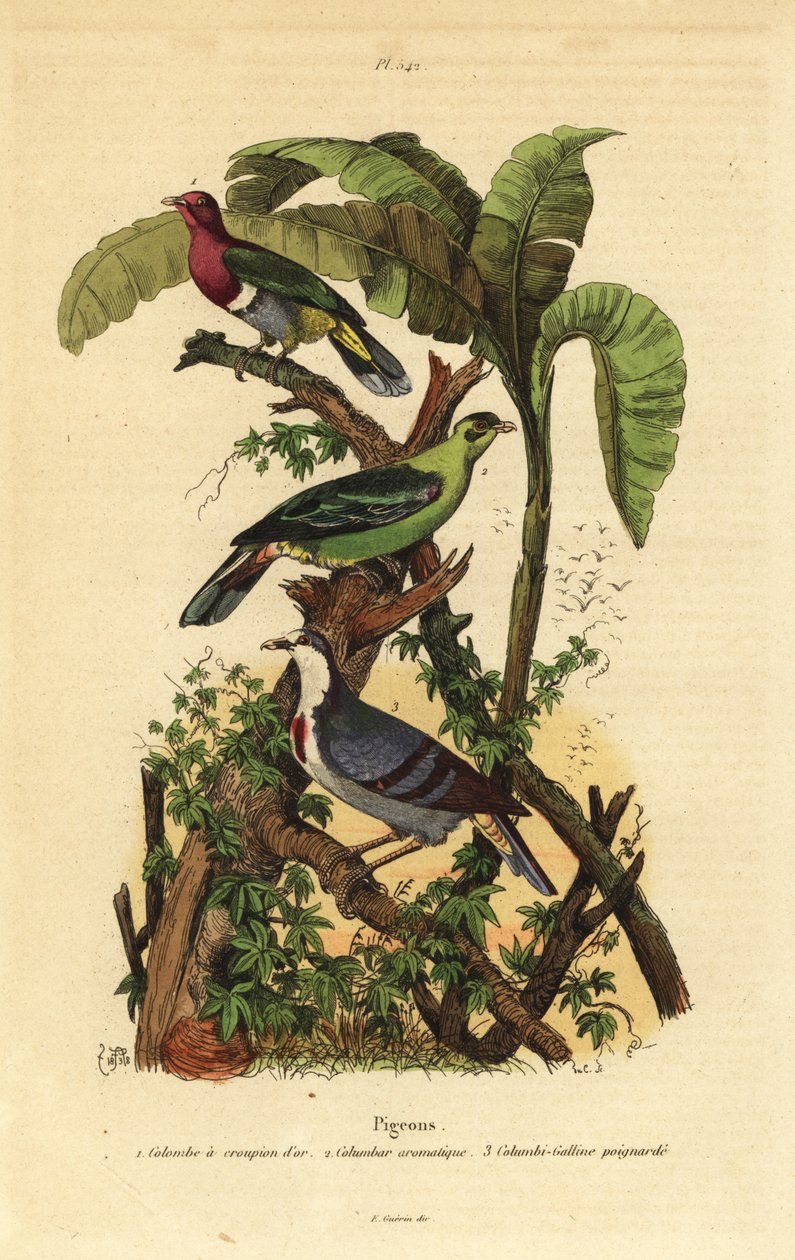 Vaaleanpunainen kyyhkynen, Ptilinopus porphyreus, Buru vihreä kyyhkynen, Treron aromaticus ja Luzonin verenvuotosydän, Gallicolumba luzonica tekijältä Unbekannt