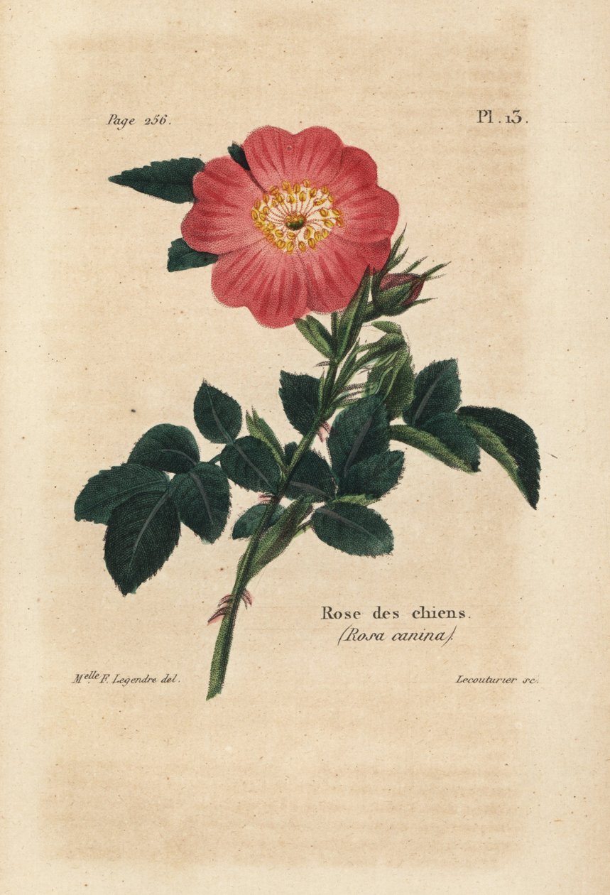 Vaaleanpunainen koira, koiraruusu, Rosa Canina. Lecouturierin käsin tekemä värillinen litografia neiti F. Legendren kasvitieteellisen kuvituksen mukaan Pierre Boitardin teoksesta Rose-Lover