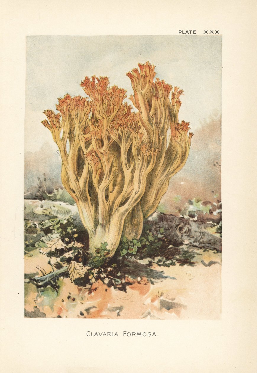 Vaaleanpunainen korallisieni tai kaunis Clavaria, Ramaria formosa (Clavaria formosa). Kromolitografia William Hamilton Gibsonin kasvitieteellisen kuvituksen mukaan hänen kirjastaan Our Edible Toadstools and Mushrooms. tekijältä Unbekannter Künstler