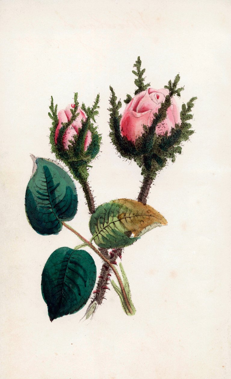 Vaaleanpunainen sammal, Rosa muscosa. James Andrewsin käsin tekemä värillinen kaiverrus John Stevens Henslow