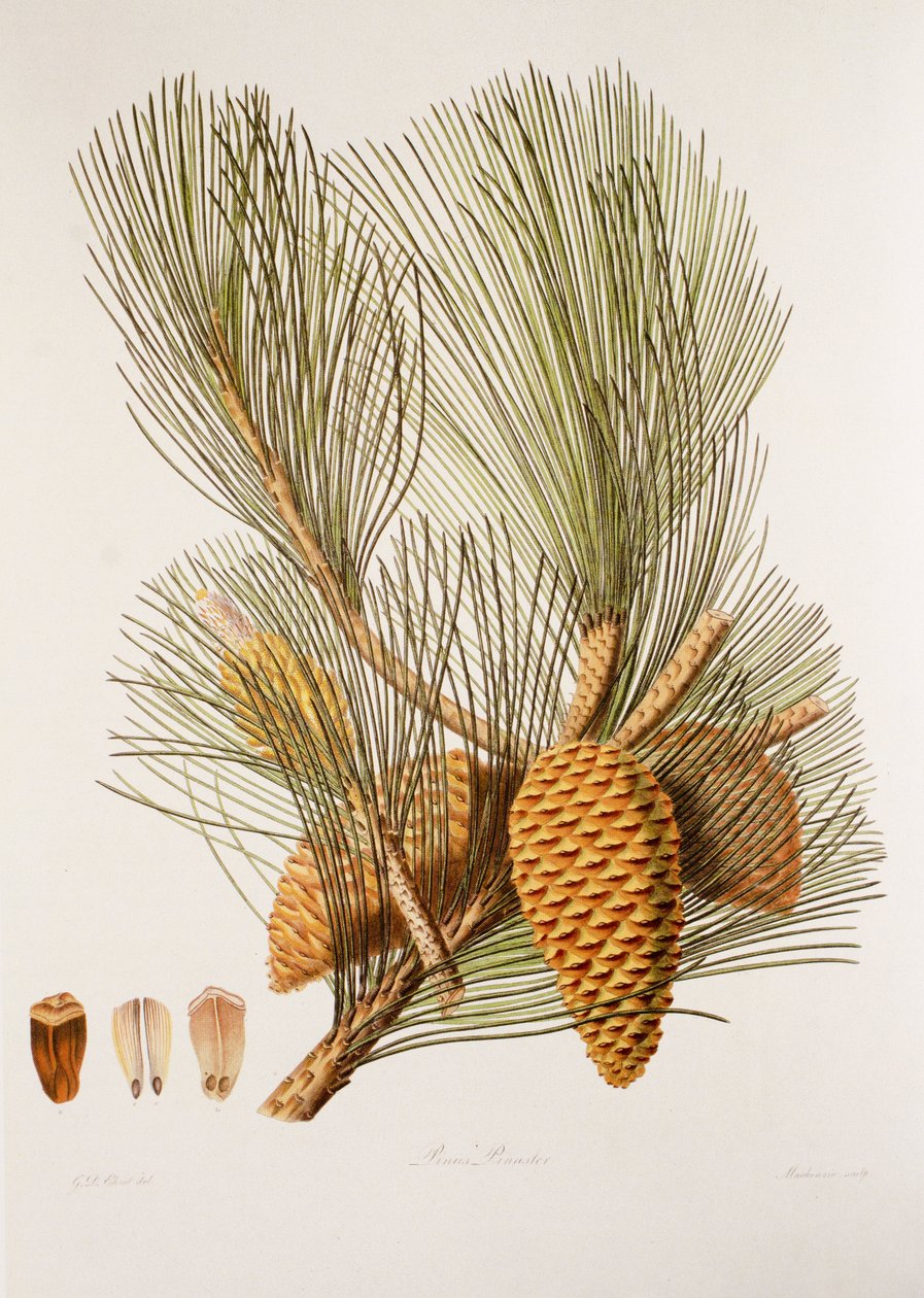 Pinus pinaster/Sea Pine/Maritime Pine tekijältä Unbekannt
