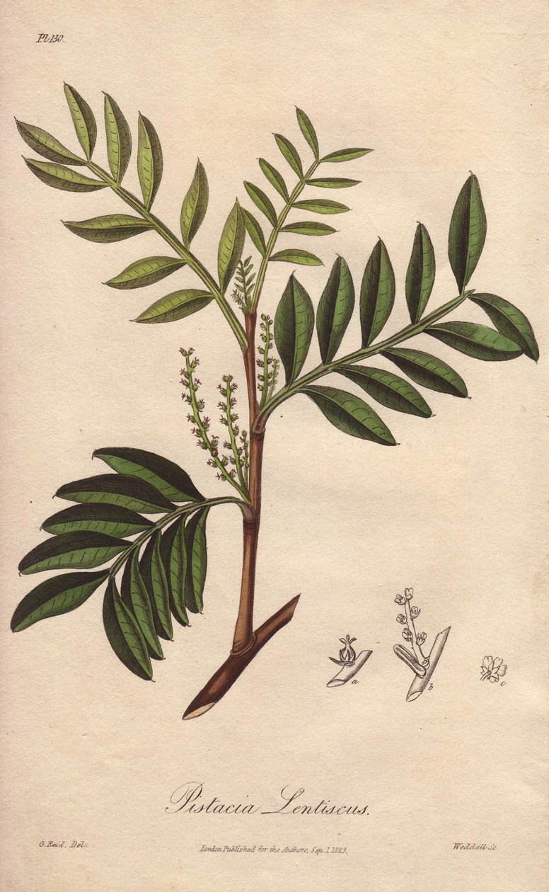 Pistacia lentiscus (Pistacia lentiscus) - William Clarken vahva vesi kuvittaa John Stephensonin ja James Morss Churchillin "Medical Botanical, Description of the Medicinal Plants of London, Edinburgh and Dublin" -teosta, jonka John Church julkaisi Lontooss tekijältä Unbekannter Künstler
