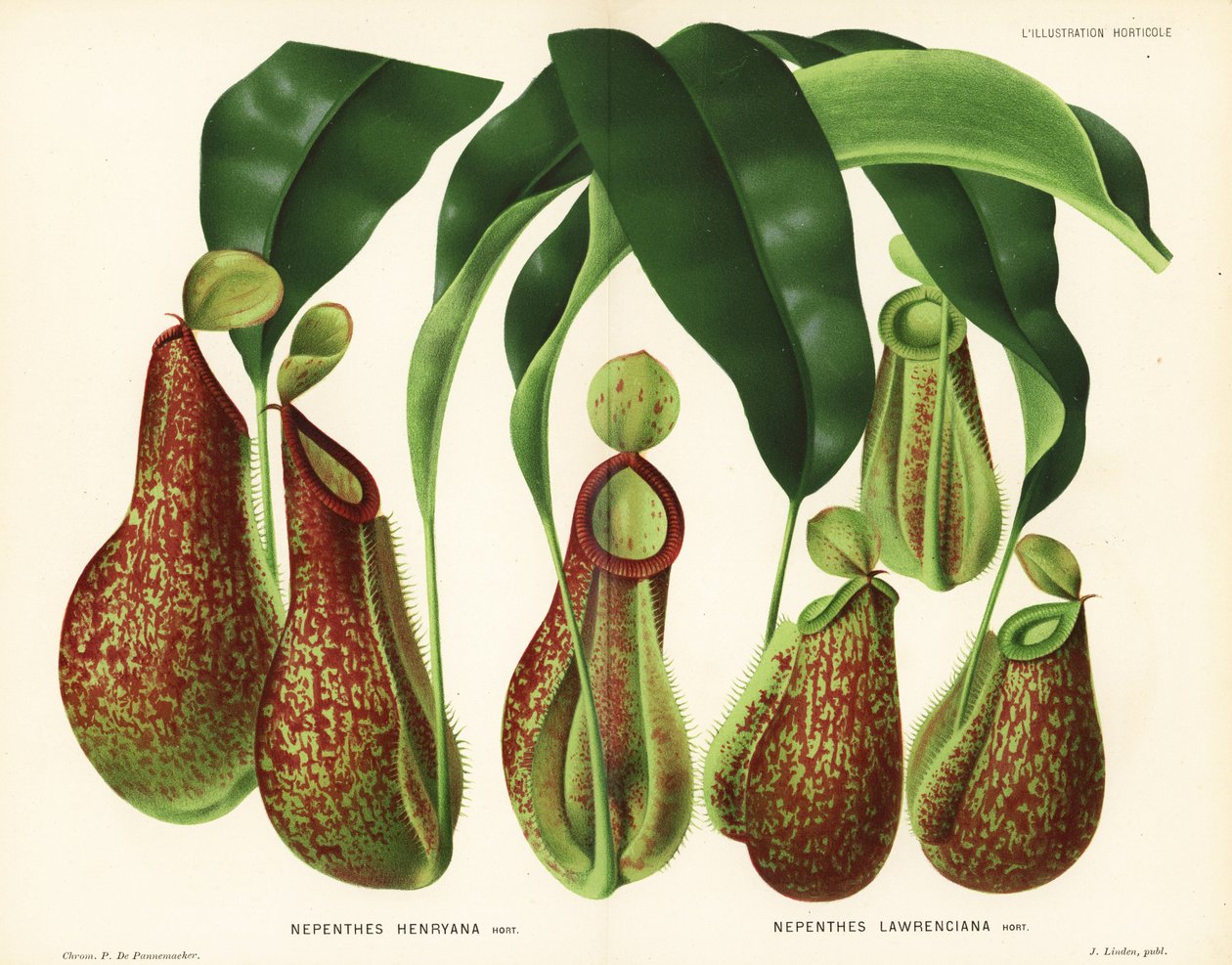 Kannukaslajikkeet, Nepenthes-lajit (Nepenthes henryana, Nepenthes lawrenciana). P. de Pannemaekerin kromolitografia Jean Lindenin l