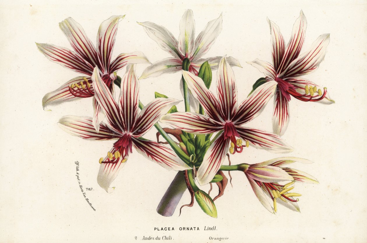 Placea ornata, kotoisin Chilestä. Käsin väritetty litografia Louis van Houtten ja Charles Lemairen teoksesta Flowers of the Gardens and Hothouses of Europe, Flore des Serres et des Jardins de l