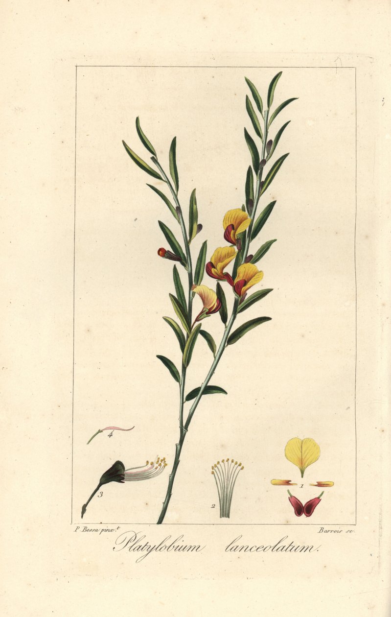 Platylobium lanceolatum, kotoisin Australiasta. Barrois
