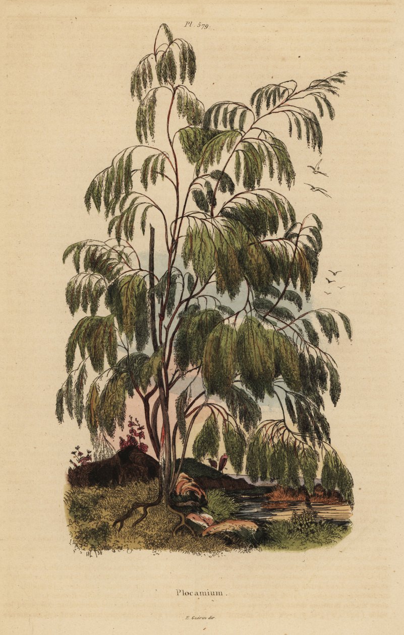 Plocama pendula pensas tekijältä Unbekannt