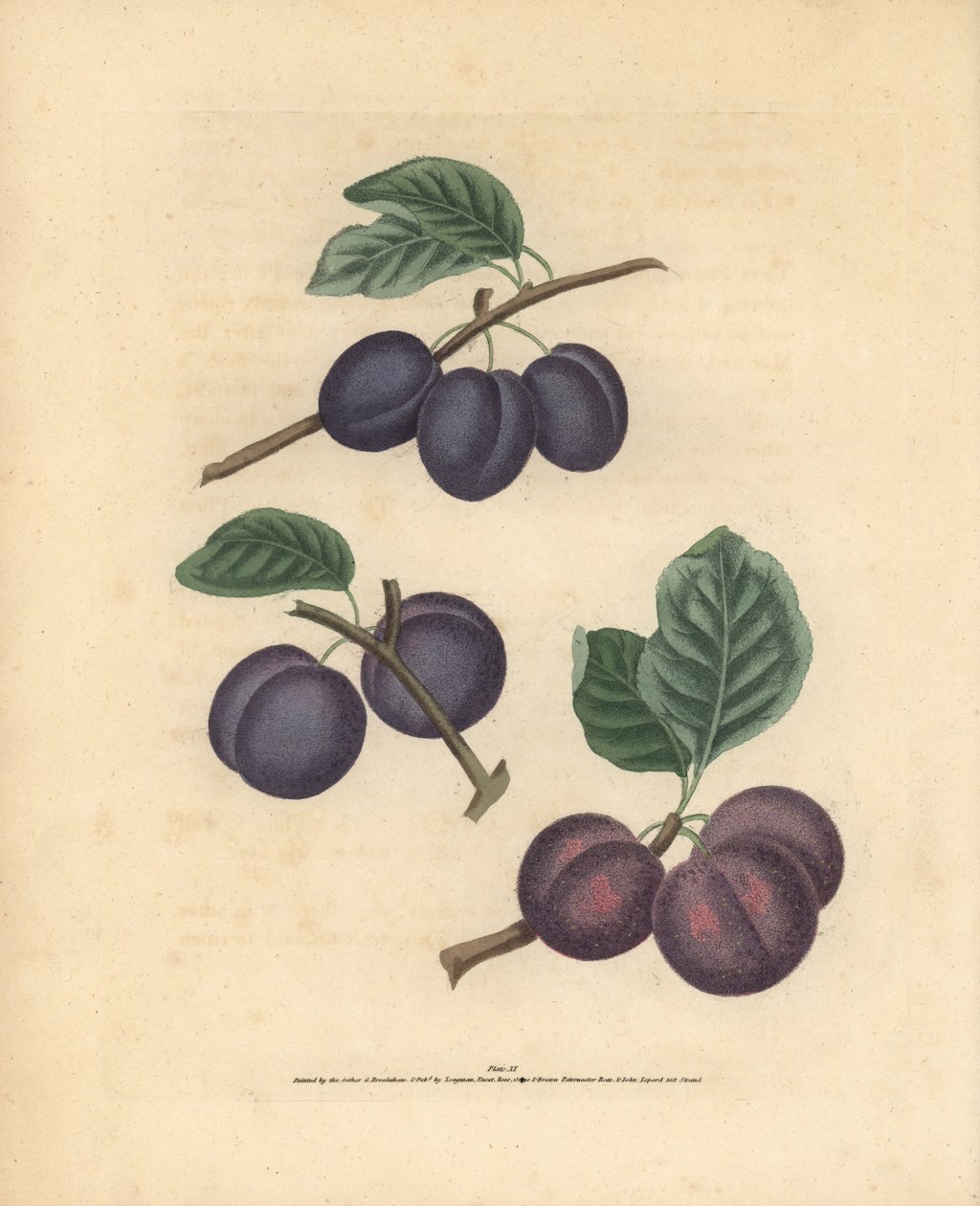 Luumulajikkeet, Prunus domestica: Tours, Lawrane