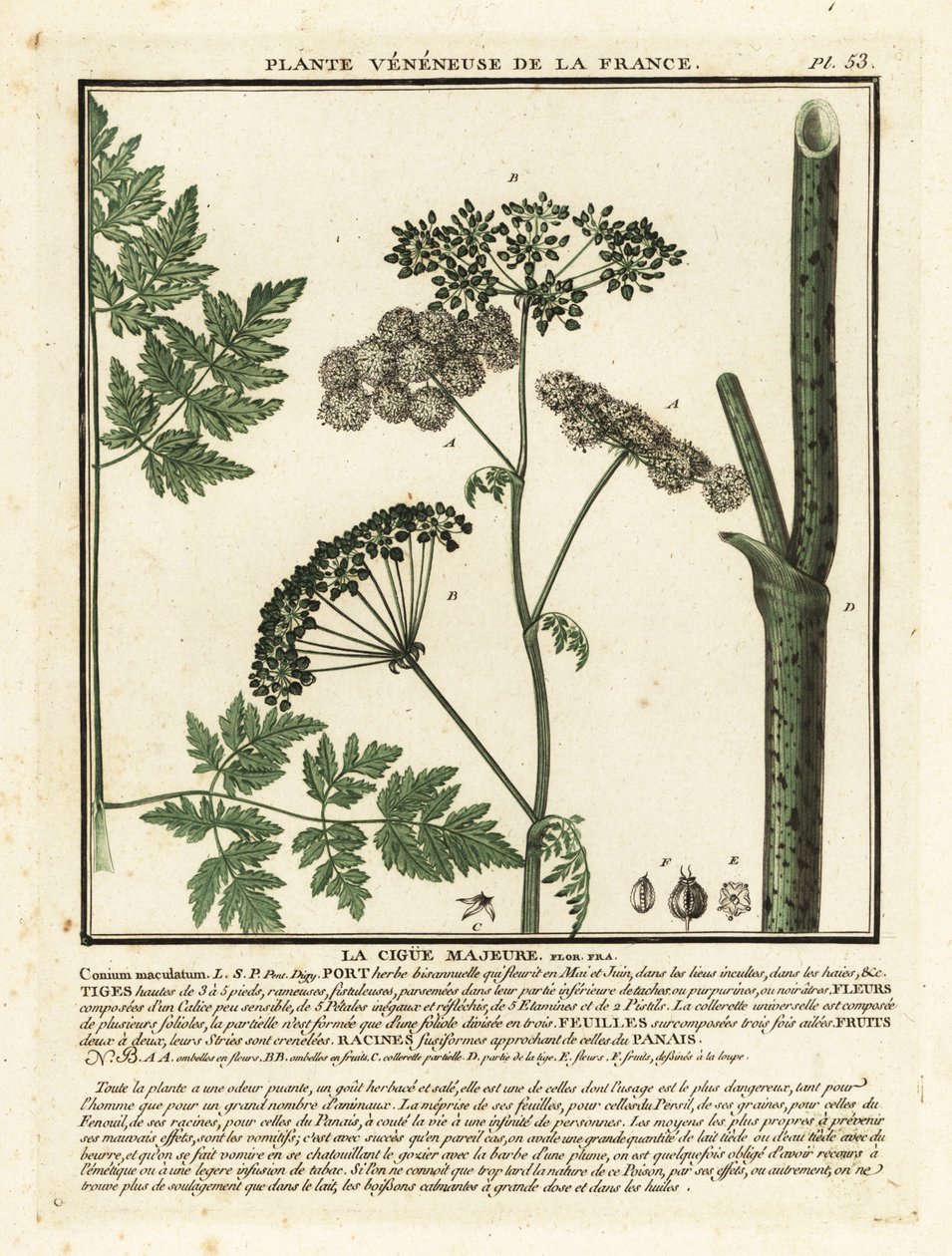 Poison hemlock, Conium maculatum. tekijältä Unbekannter Künstler