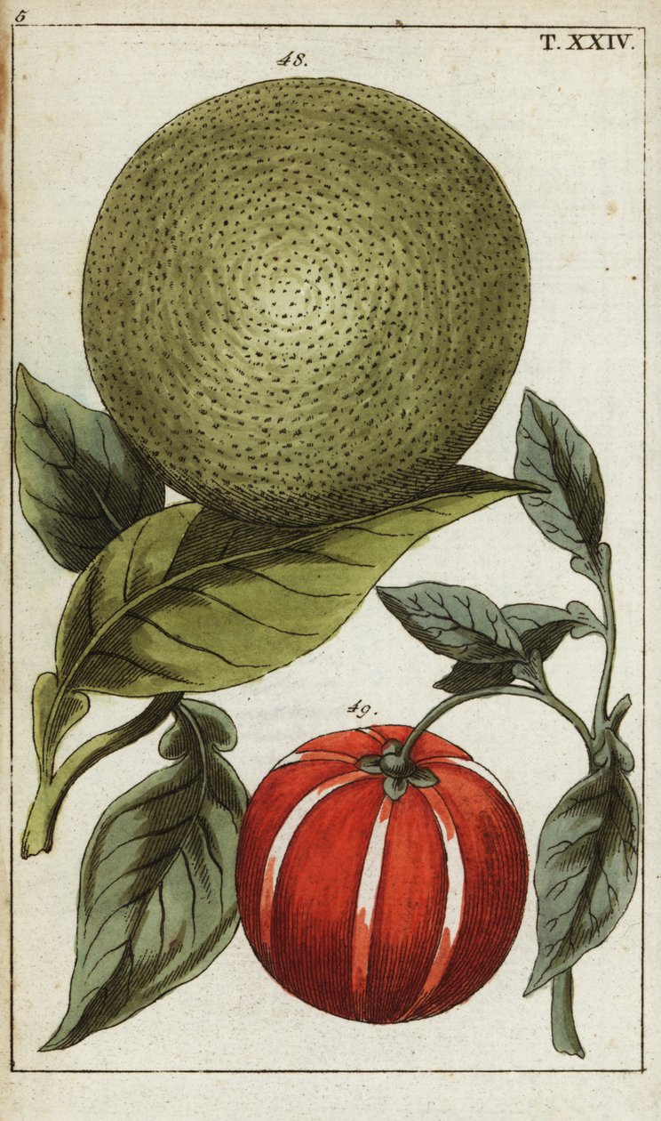 Pomelo tai pummelo, Citrus maxima. tekijältä Unbekannter Künstler