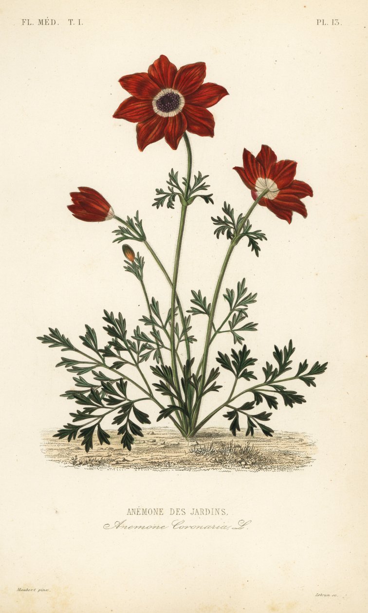 Unikon anemone tai espanjalainen kehäkukka, Anemone coronaria, Anemone des jardins tekijältä Unbekannt