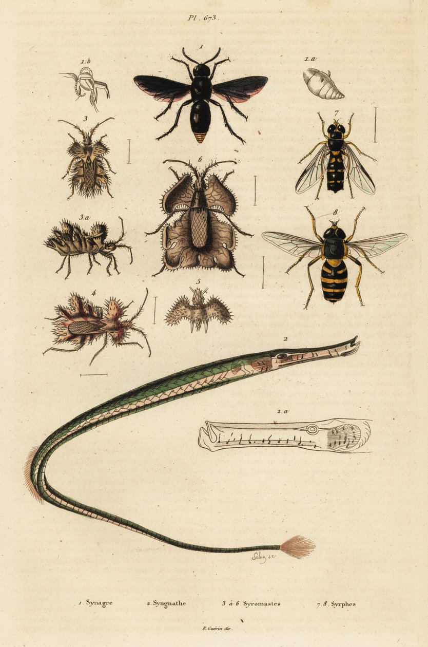 Potterampiainen, piippukala, kultamunakärpäs ja hoverfly., 1834-1839 (kaiverrus) tekijältä Unbekannter Künstler