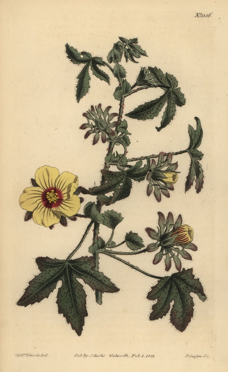 Piikikäsvartinen hibiscus, Hibiscus surattensis tekijältä Unbekannt
