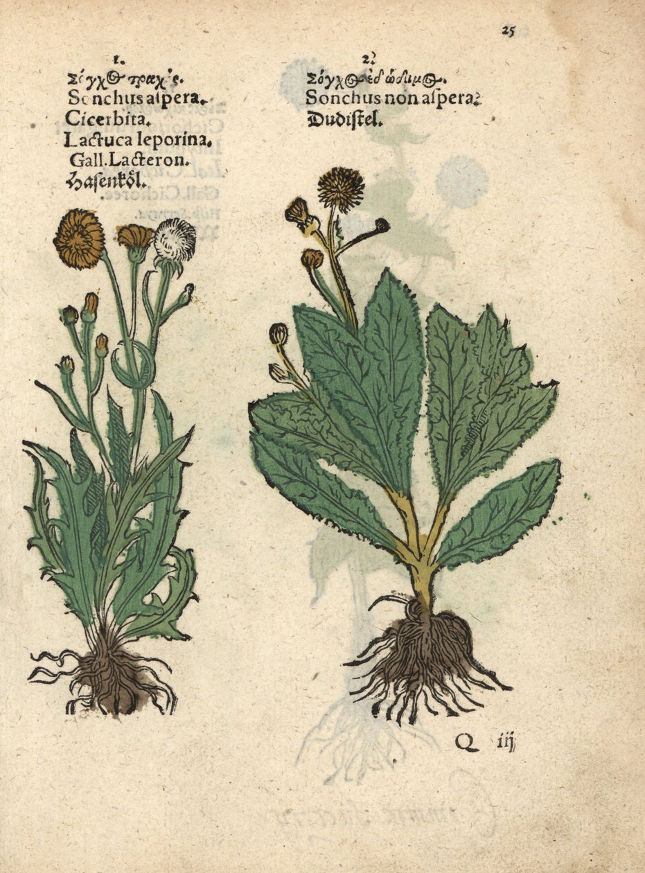 Piikkikihokki, Sonchus asper, ja sileäkihokki, Sonchus oleraceus Käsinväritetty puupiirros kasvitieteellisestä kuvituksesta, joka on peräisin Adam Lonicerin teoksesta Krauterbuch, or Herbal, Frankfurt. tekijältä Unbekannter Künstler