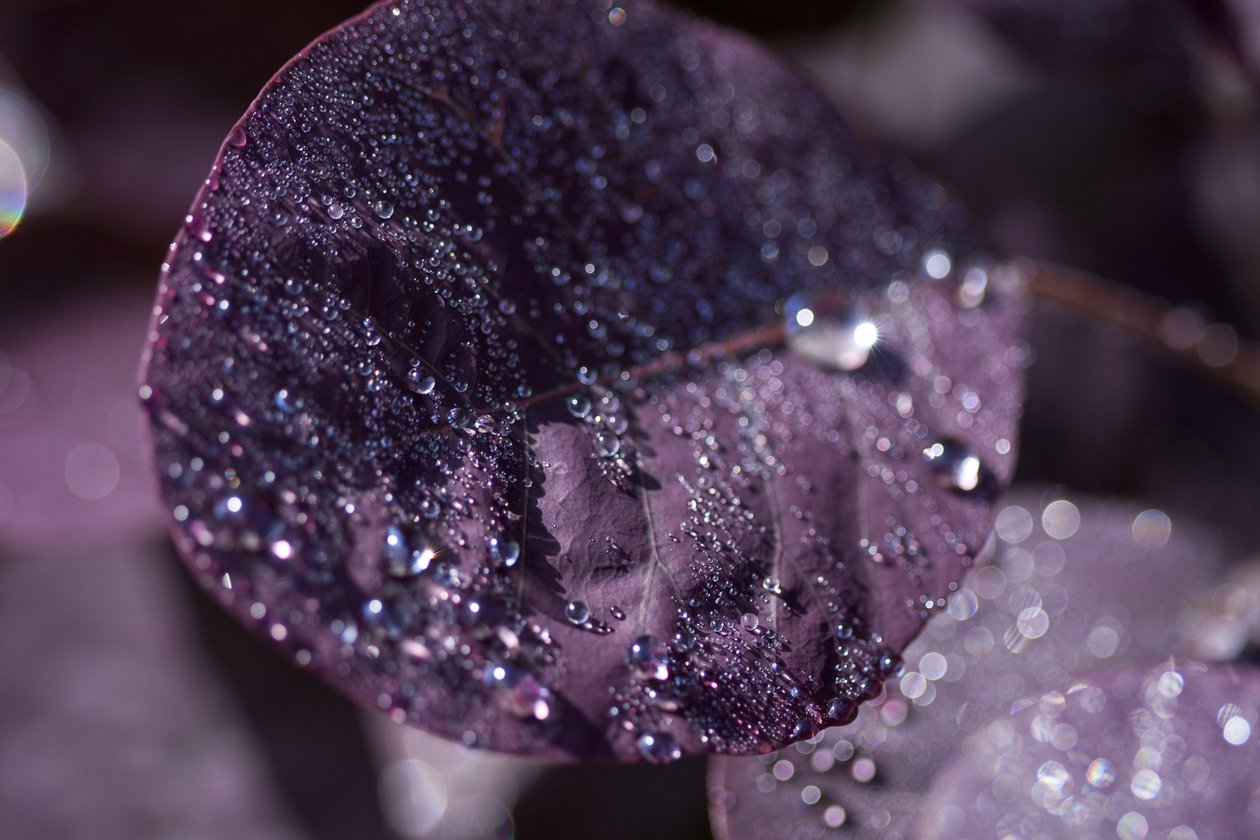 Purple Leaves III (valokuva) tekijältä Unbekannter Künstler