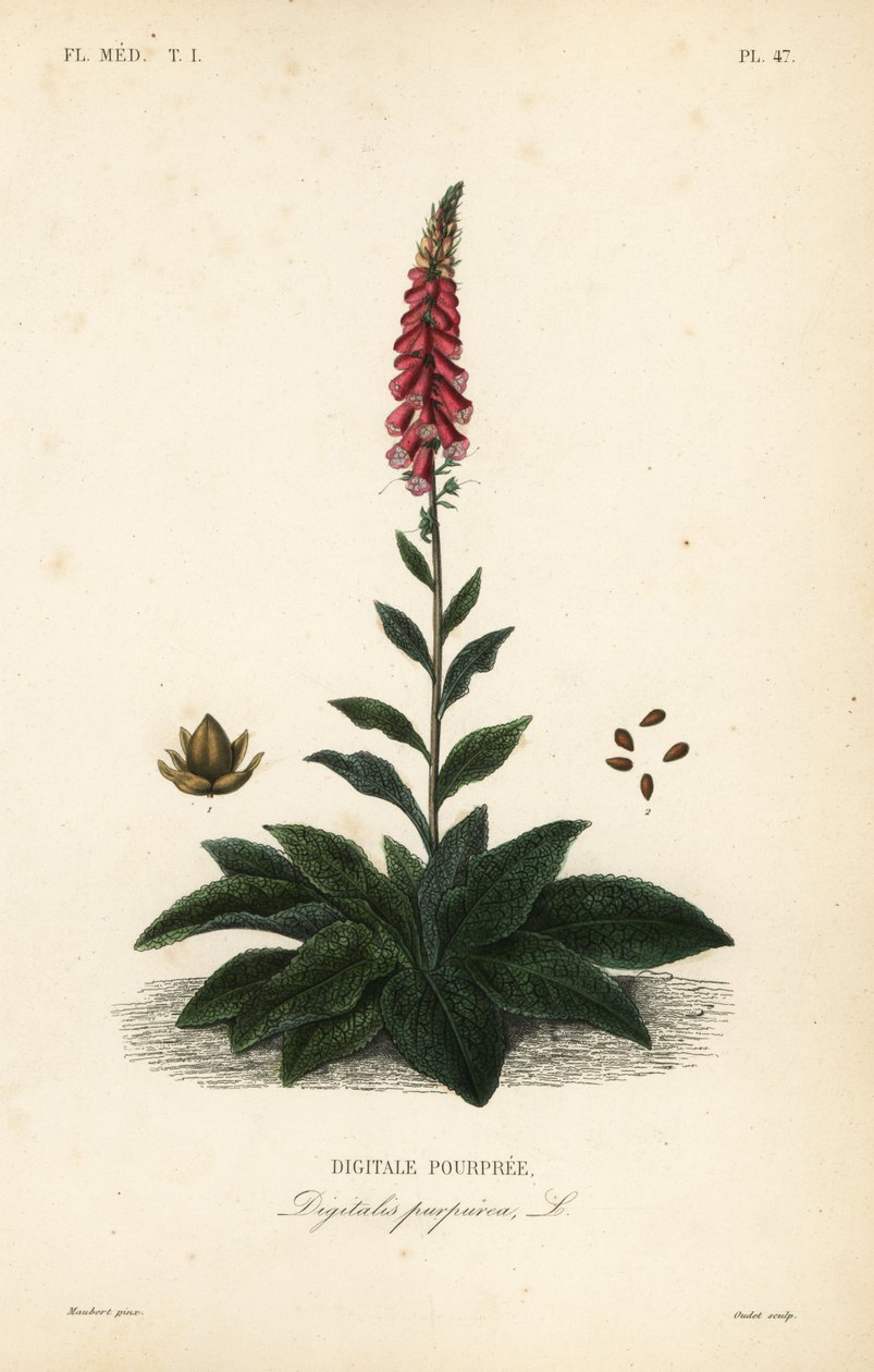 Violetti kettukäsine tai naisten käsine, Digitalis purpurea, Digitale pourpre tekijältä Unbekannt