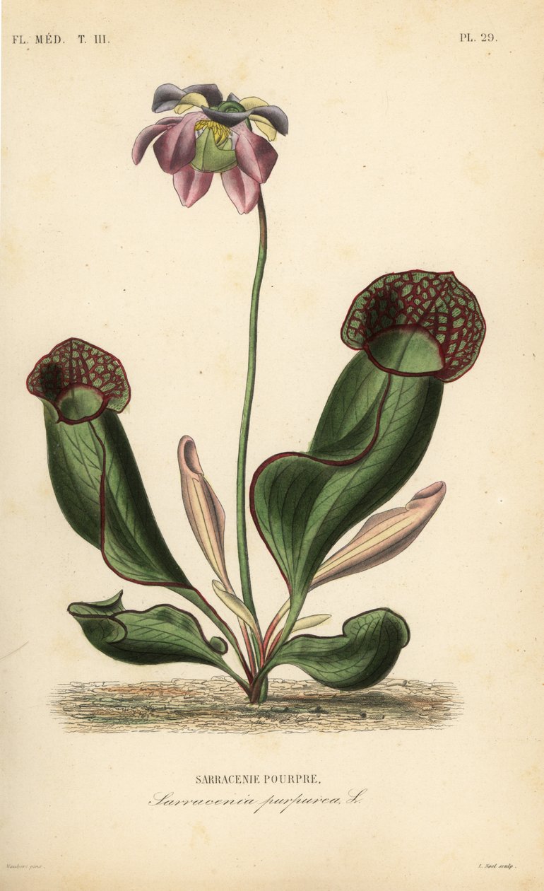 Violetti kannukasvi tai sivusatulakukka, Sarracenia purpurea, Sarracenie pourpre tekijältä Unbekannt