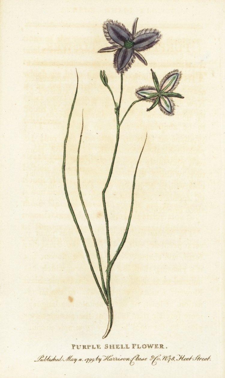 Uuden Etelä-Walesin, Australian violetti simpukkakukka. Kenties tekokukkakaupan valmistama mielikuvituskukka Käsin värjätty kuparikaiverrus lehdestä "The Naturalist