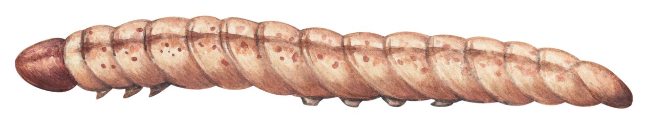 Maissipora - eurooppalainen maissipora (Ostrinia nubilalis) tekijältä Unbekannter Künstler