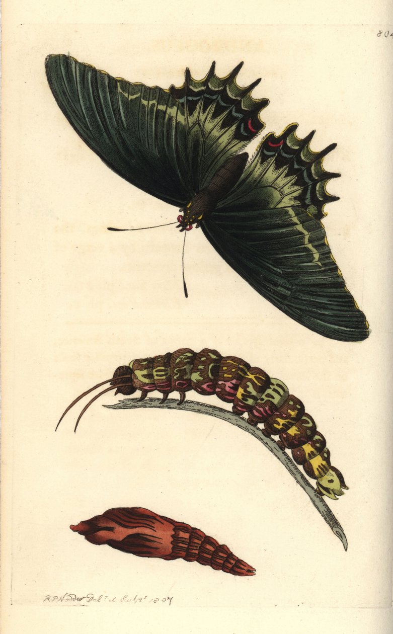 Kuningattaren nieluhäntäperhonen, Papilio androgeus, toukan ja nukan kanssa. Kuvituksen on piirtänyt ja kaiverruttanut Richard Polydore Nodder. Käsinväritetty kuparikaiverrus George Shaw