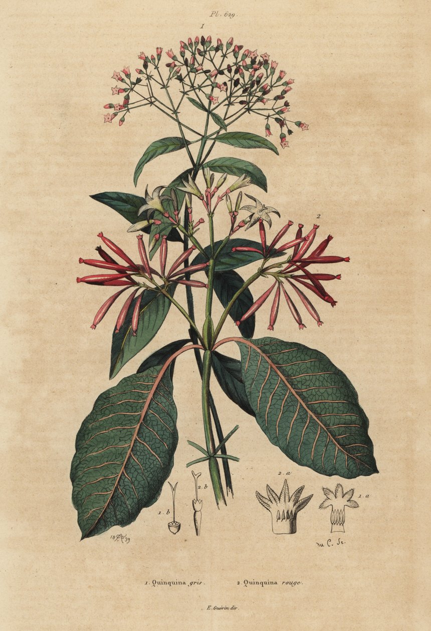Kiniini, Cinchona officinalis 1 ja Ladenbergia oblongifolia, herkkä, 2 tekijältä Unbekannt