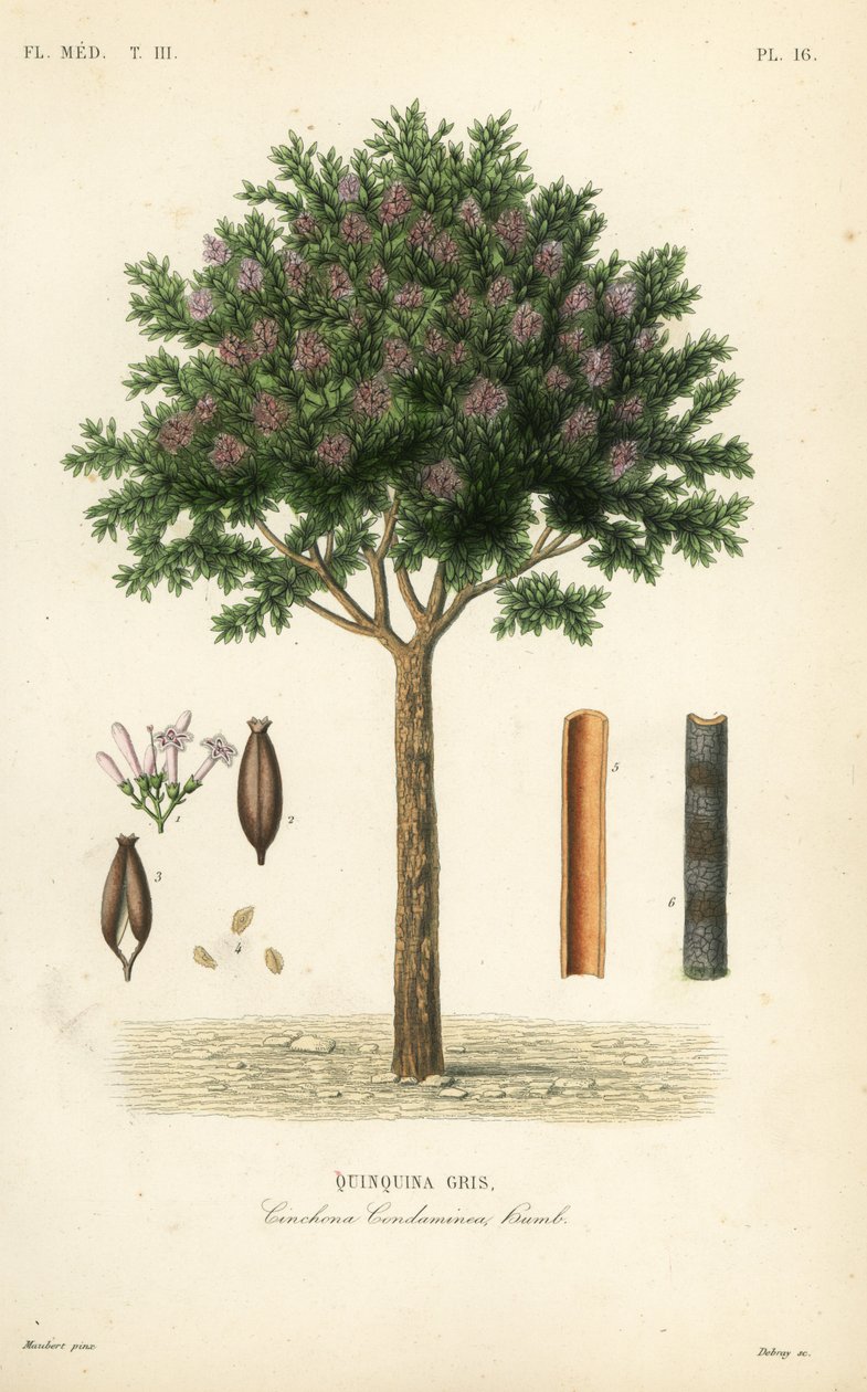 Kiniini tai cinchona-kuori, Cinchona officinalis, Cinchona condaminea, Quinquina grey tekijältä Unbekannt