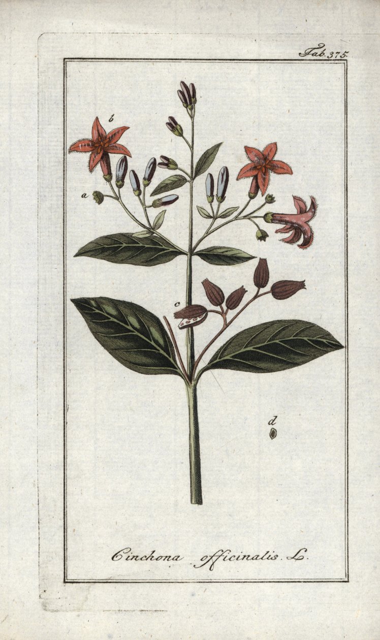 Quinquina (Cinchona officinalis). Litografia Johannes Zornin (1739-1799) teoksesta "Afbeelding der Artseny-Gewassen", Alankomaat. tekijältä Unbekannter Künstler