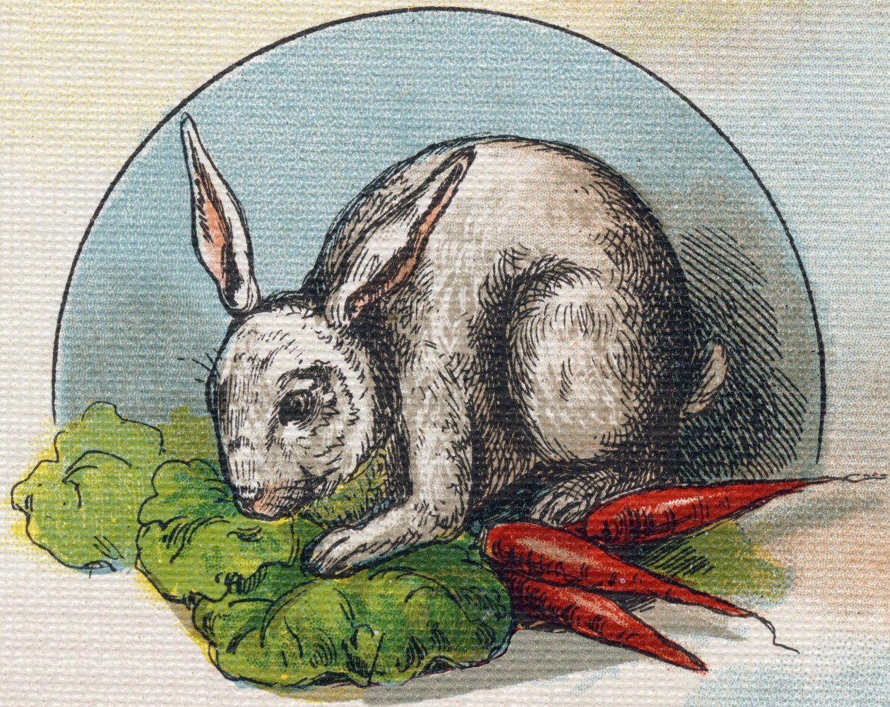 Kani syö porkkanaa. Kaiverrus "Alphabet de ma petite fille". Bernardin-Bechet ja Fils, kirjakauppias-kustantajat, Pariisi, noin 1895. Rikkoutumaton albumi kankaalle. Bibliotheque des Bebes. 12 sivua. Albumi, joka sisältää lukumenetelmän ja havainnollisen a tekijältä Unbekannt