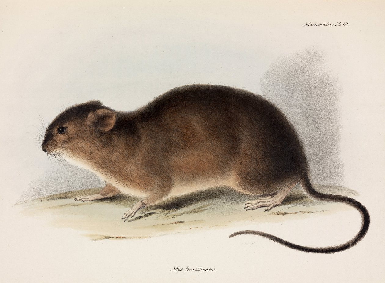 Rat, Etelä-Amerikka, n. 1832-1836 tekijältä Unbekannt