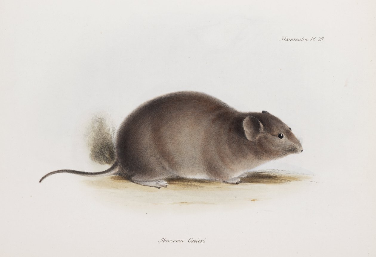 Rat, c 1832-1836 tekijältä Unbekannter Künstler