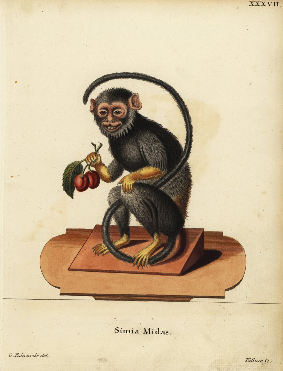 Punakätinen tai kultakätinen tamariini, Saguinus midas. Simia midas. Joseph Kellnerin käsin värjätty kuparipiirros George Edwardsin kuvituksen mukaan Johann Christian Daniel Schreberin teoksesta Animal Illustrations after Nature eli Schreber