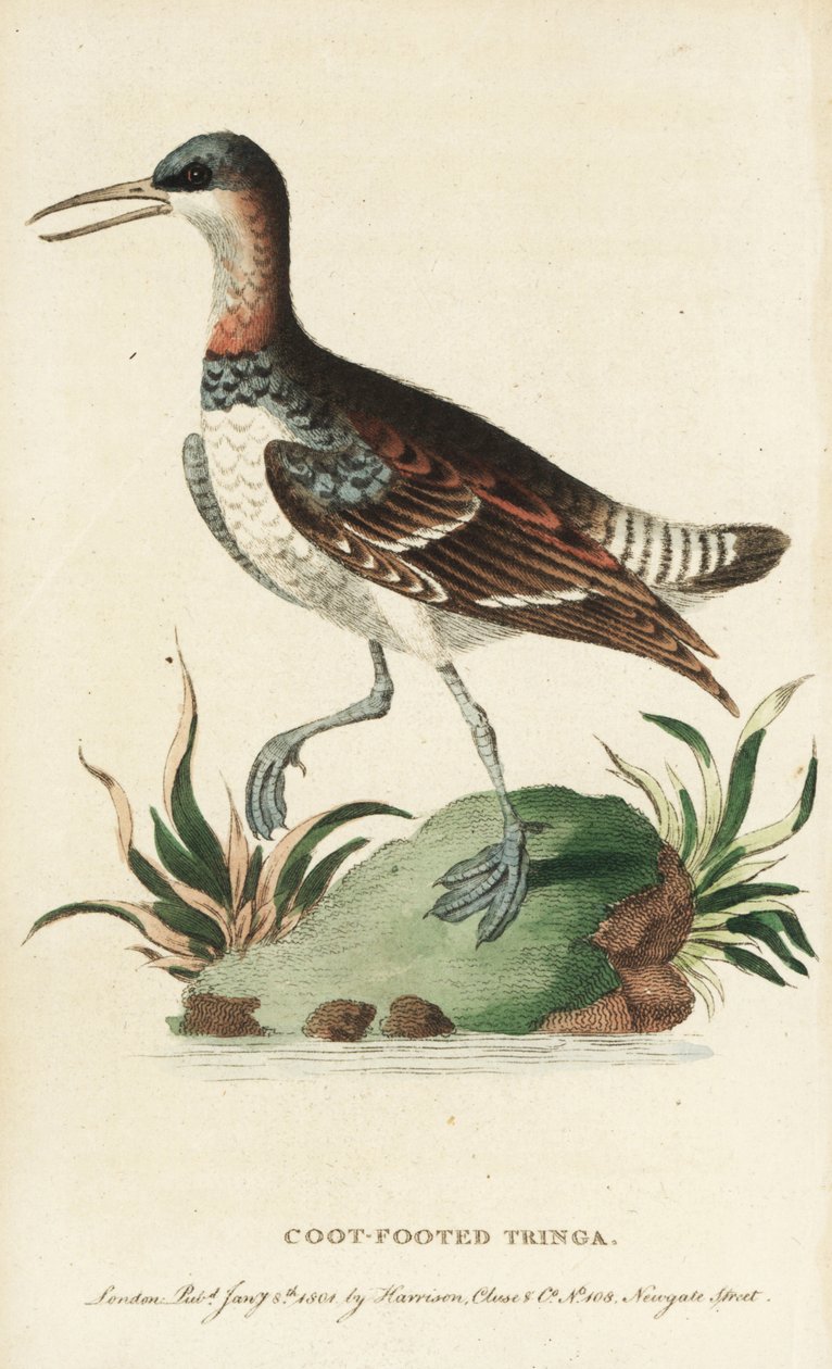 Punakaulafalarope, Phalaropus lobatus. (Kuvitus on kopioitu George Edwardsilta. Käsinväritetty kuparikaiverrus lehdestä "The Naturalist
