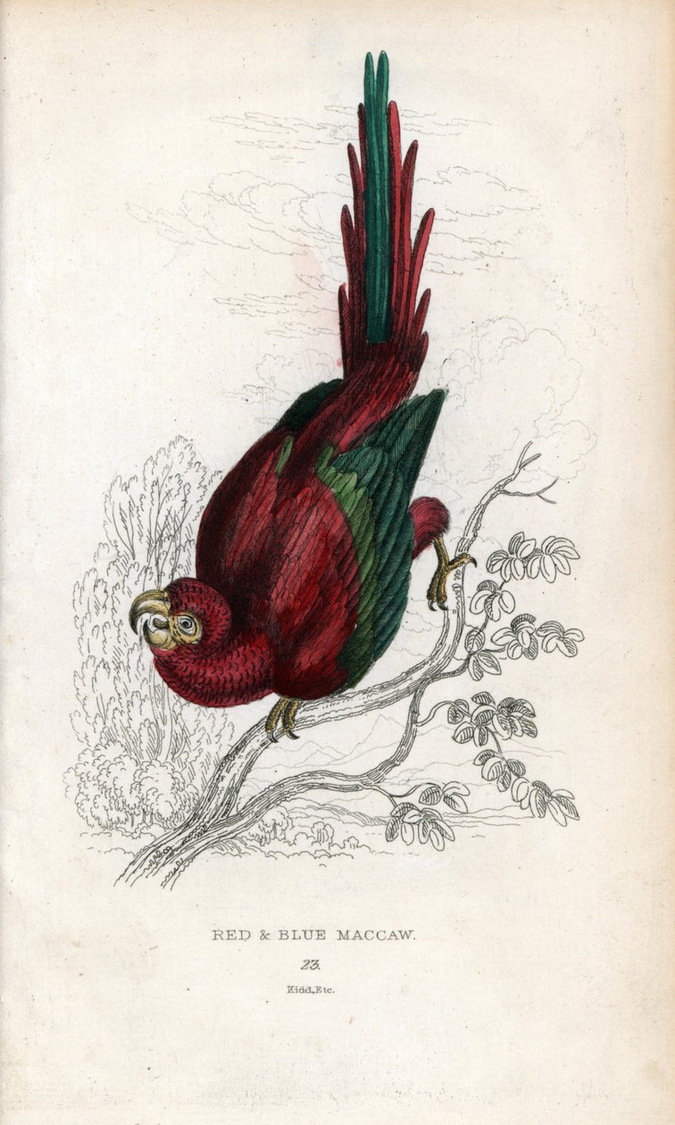 Red Ara tai Macao Ara. Psittacus macao. Joseph Kiddin litografia, joka perustuu John Audubonin piirrokseen, Miscellany of Natural History -teoksessa: Papukaijat, Sir Thomas DiK Lauder ja kapteeni Thomas Brown, julkaistu Edinburghissa, Skotlannissa, vuonna  tekijältä Unbekannter Künstler