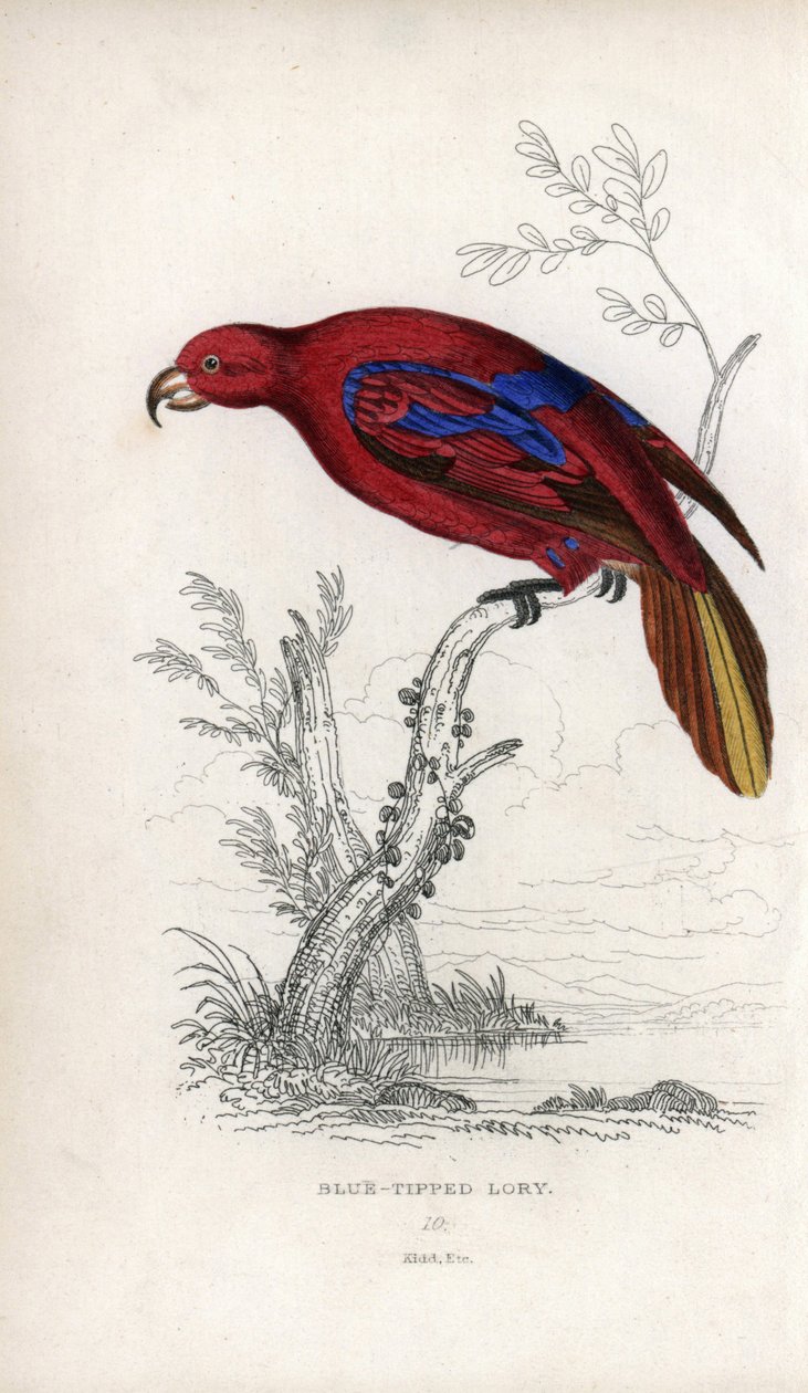 Red Lori, Eos rubra. Psittacus caeruleatus. Joseph Kiddin litografia John Audubonin piirroksen pohjalta, teoksessa Miscellany of Natural History: Papukaijat, Sir Thomas DiK Lauder ja kapteeni Thomas Brown, julkaistu Edinburghissa, Skotlannissa, vuonna 1833 tekijältä Unbekannter Künstler