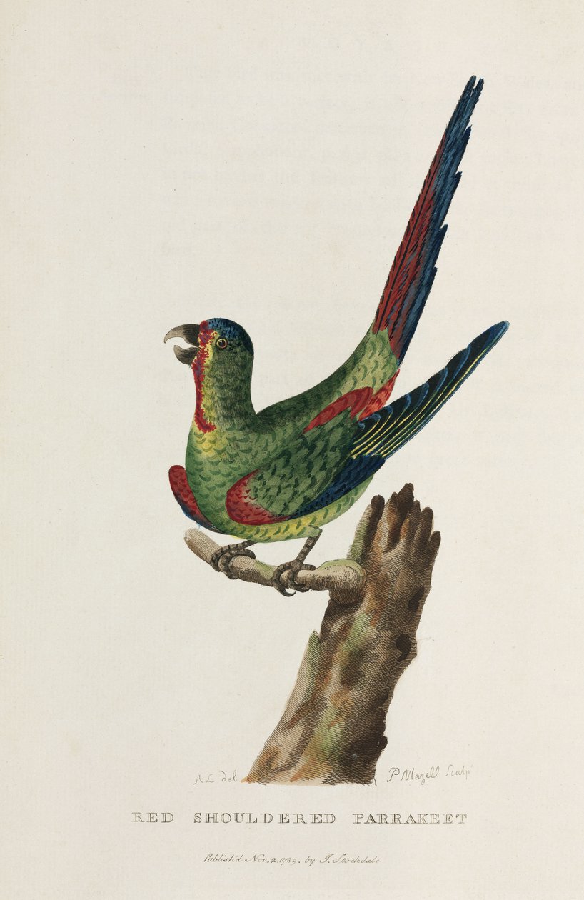 "Red Shouldered Parrakeet", Australia, n. 1788 tekijältä Unbekannter Künstler
