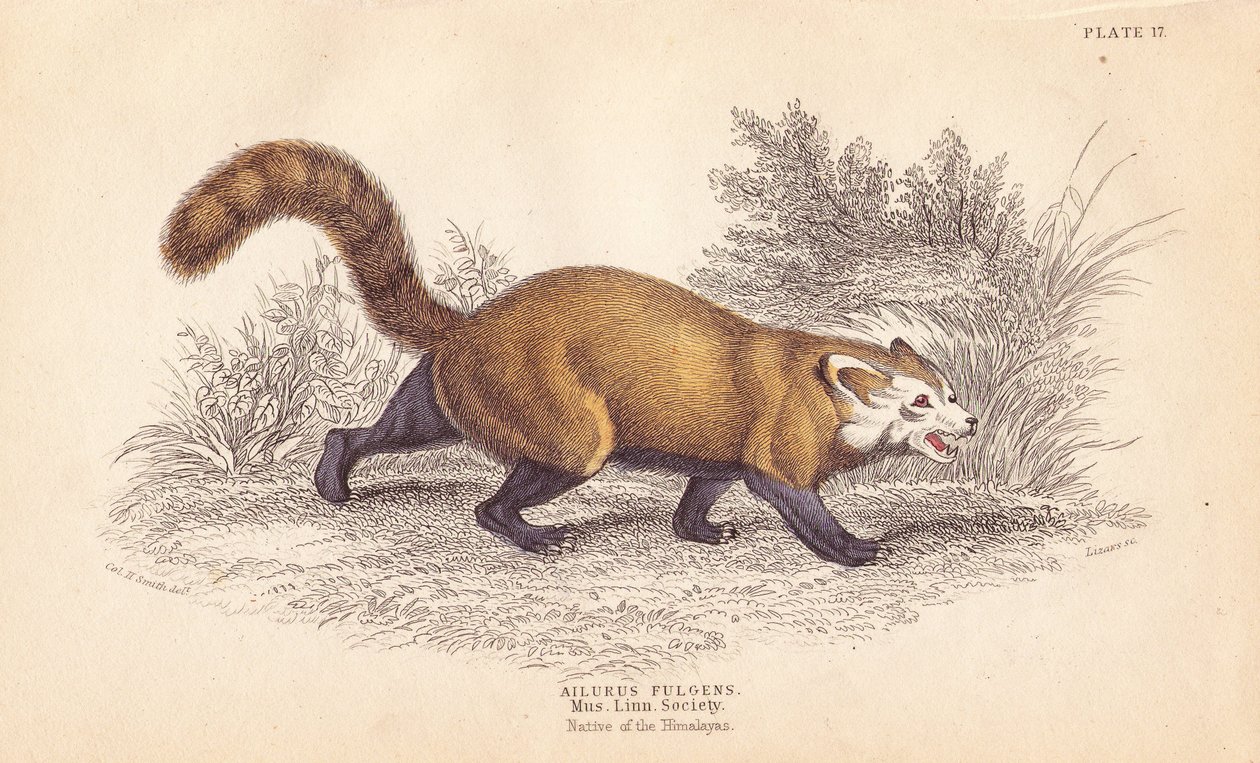 Punainen panda, Ailurus fulgens. Haavoittuva. Linnean Society Museum of the Museum of the Linnean Society -museossa olevasta yksilöstä. Lizarsin käsin värjätty teräskaiverrus Charles Hamilton Smithin kuvituksen mukaan William Jardine